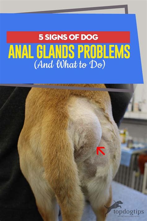 yellow liquid leaking from dogs bum|8 Signs of Anal Gland Issues in Dogs